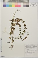腰只花草藏品圖，第1張