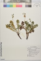 玉山金梅藏品圖，第1張