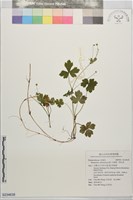 水辣菜、禺毛茛藏品圖，第1張