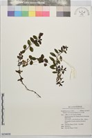 玉山水苦賈藏品圖，第1張