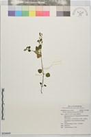 貧子水苦賈藏品圖，第1張
