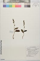 短距粉蝶蘭藏品圖，第1張