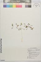 高山佛甲草藏品圖，第1張