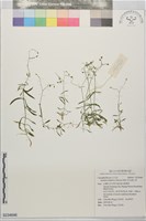 亞毛無心菜藏品圖，第1張
