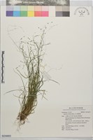 玉山剪股穎藏品圖，第1張