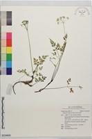 田代氏茴芹藏品圖，第1張