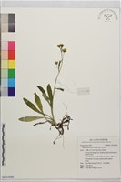 森氏山柳菊藏品圖，第1張