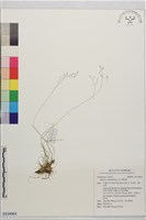玉山剪股穎藏品圖，第1張