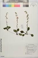 長穗兔兒風藏品圖，第1張