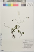 矮菊藏品圖，第1張