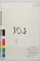 玉山佛甲草藏品圖，第1張
