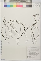 玉山小米草藏品圖，第1張