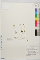梅花草藏品圖，第1張