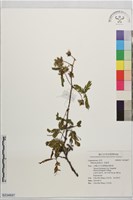 含羞草藏品圖，第1張