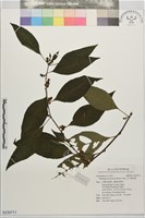 多子漿果莧藏品圖，第1張