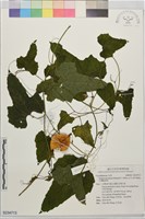 台灣羅漢果藏品圖，第1張