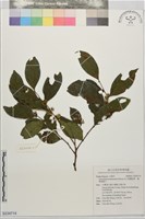 高士佛饅頭果，臺彎算盤子藏品圖，第1張