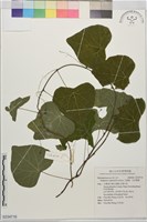 大還魂、玉笑葛藤藏品圖，第1張