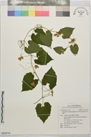 青牛膽藏品圖，第1張