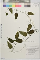 絞股藍藏品圖，第1張