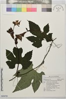 槭葉括摟藏品圖，第1張