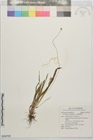 大葉穀精草藏品圖，第1張