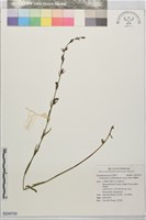 胡麻草藏品圖，第1張