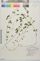變葉山螞蝗藏品圖，第1張