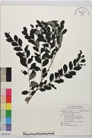 紅仔珠藏品圖，第1張