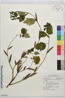登錄號:S234745藏品圖，第1張