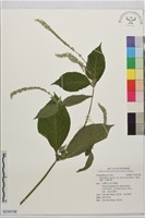 紫莖牛膝、台灣牛膝藏品圖，第1張