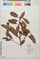 捲斗櫟藏品圖，第1張