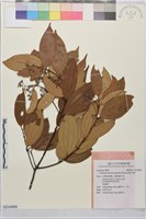 胡氏肉桂藏品圖，第1張