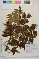 臺灣欒樹藏品圖，第1張