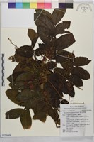 複羽葉欒樹藏品圖，第1張