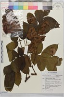 複羽葉欒樹藏品圖，第1張