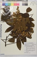 複羽葉欒樹藏品圖，第1張