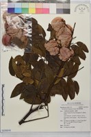 複羽葉欒樹藏品圖，第1張