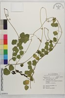 小葉括根藏品圖，第1張