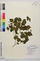 漢氏山葡萄藏品圖，第1張