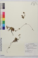 高山翻白草藏品圖，第1張