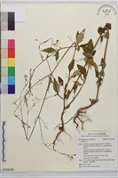 登錄號:S235026藏品圖，第1張