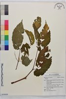 登錄號:S235028藏品圖，第1張