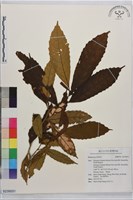 登錄號:S235031藏品圖，第1張