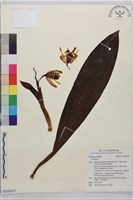 登錄號:S235037藏品圖，第1張