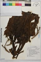 登錄號:S235041藏品圖，第1張