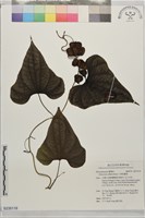 華南薯蕷藏品圖，第1張