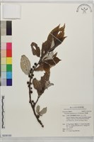 四脈麻藏品圖，第1張