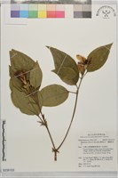 基尖葉野牡丹、蘭嶼野牡丹藏品圖，第1張