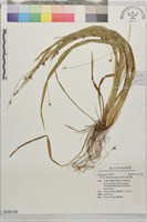 阿里山疏花薹藏品圖，第1張